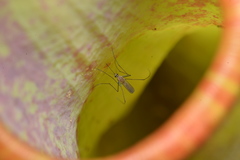 Tripteroides caledonicus