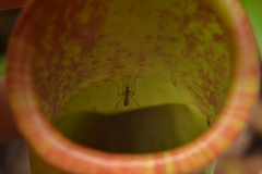 Tripteroides caledonicus