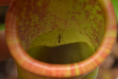 Tripteroides caledonicus