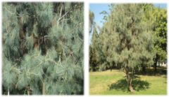 Pinus maximartinezii