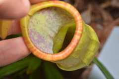 Tripteroides caledonicus