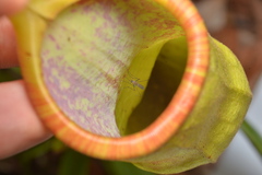 Tripteroides caledonicus