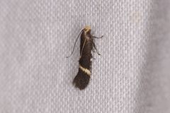 Aproaerema simplexella