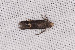 Aproaerema simplexella