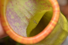 Tripteroides caledonicus