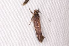 Macrobathra nephelomorpha