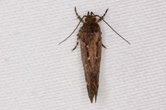 Macrobathra nephelomorpha