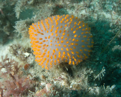 Polycitor giganteus