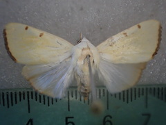 Xanthodes amata