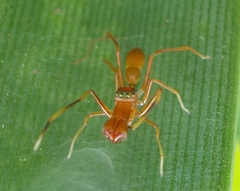 Myrmarachne clavigera