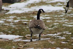 Branta canadensis moffitti