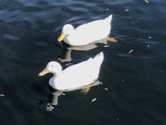 Anas platyrhynchos domesticus