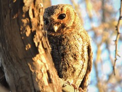 Psiloscops flammeolus