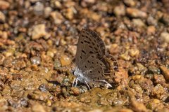 Icaricia lupini texanus