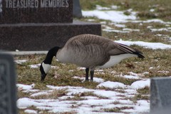 Branta canadensis moffitti
