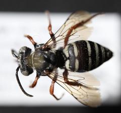 Triepeolus pectoralis