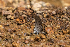 Icaricia lupini texanus