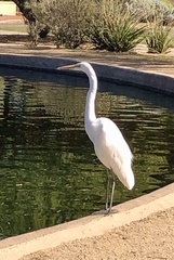 Ardea alba