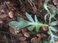 Sanicula bipinnatifida