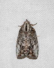 Etanna clopaea