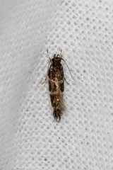 Macrobathra ceraunobola