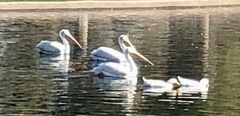 Pelecanus erythrorhynchos