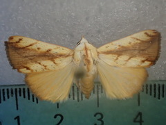 Xanthodes emboloscia