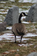 Branta canadensis moffitti