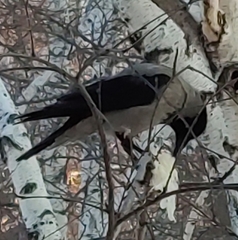 Corvus cornix