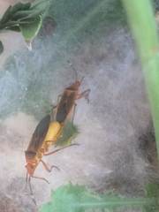 Dysdercus fulvoniger