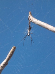 Nephila vitiana
