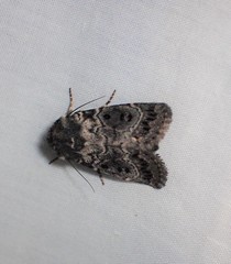 Proteuxoa rubripuncta