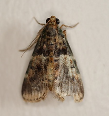 Orthaga atribasalis