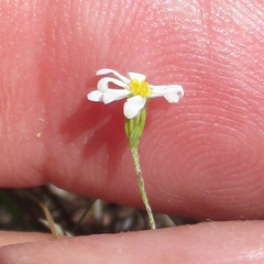 Chaetopappa asteroides