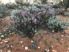 Eremophila forrestii