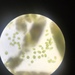 Euglena gracilis - Photo 由 Hali Weeks 所上傳的 (c) Hali Weeks，保留部份權利CC BY-NC