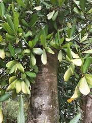 Brexia madagascariensis