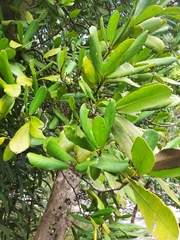 Brexia madagascariensis