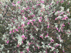 Eremophila forrestii