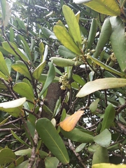 Brexia madagascariensis