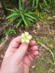 Brexia madagascariensis