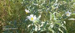 Solanum elaeagnifolium