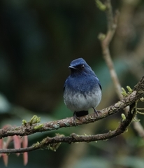 Cyornis pallidipes