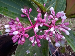 Medinilla speciosa