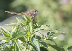 Prinia striata