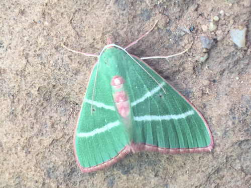 Nemoria obliqua