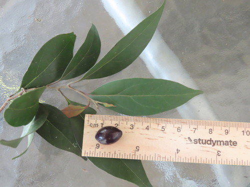 Endiandra discolor observed 2022-01-13