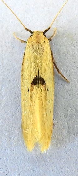 Opogona arizonensis