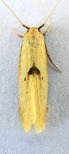 Opogona arizonensis