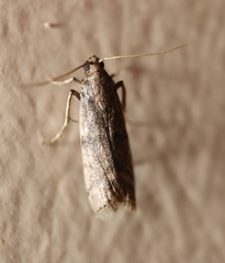 Cadra reniformis